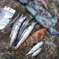 アオリ4杯、カマス7匹、小アジ1匹、小サバ1匹、キジハタ2匹!