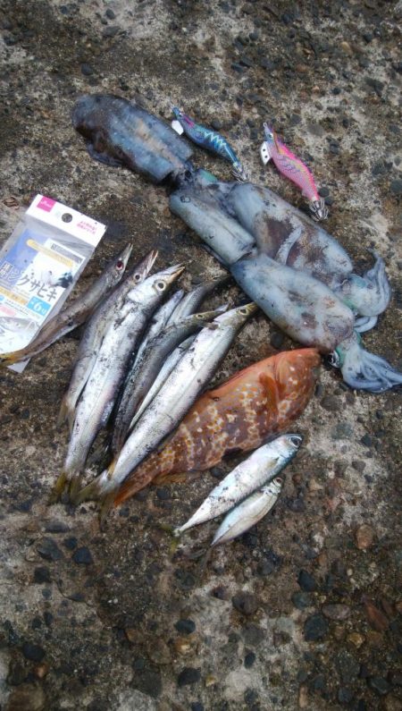 アオリ4杯、カマス7匹、小アジ1匹、小サバ…