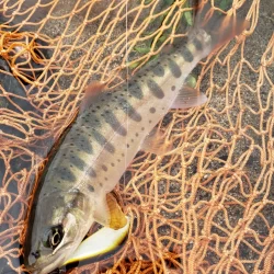 台風後を期待して