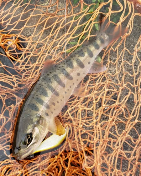 台風後を期待して