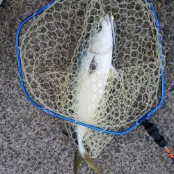 ビッグバッカーでメジロ