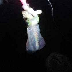 アオリイカ1杯!キジハタ2匹