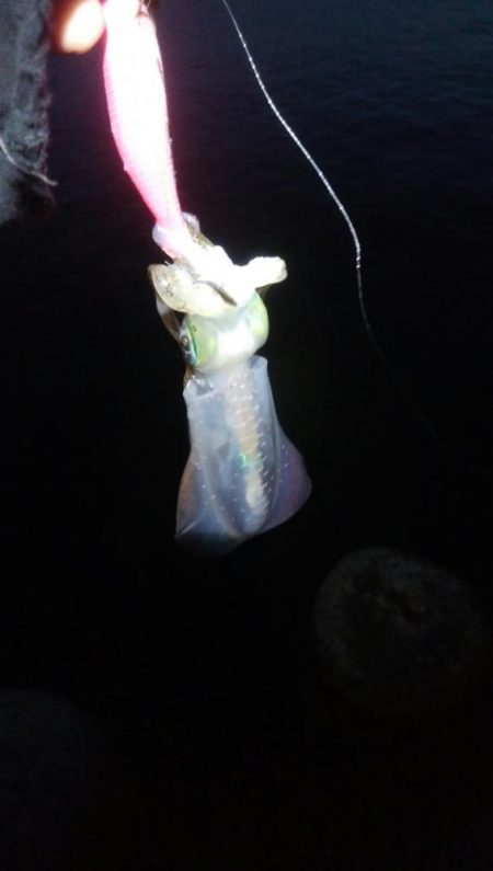 アオリイカ1杯！キジハタ2匹