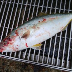 アオリイカ1杯　フクラギ1匹！　クマ1！