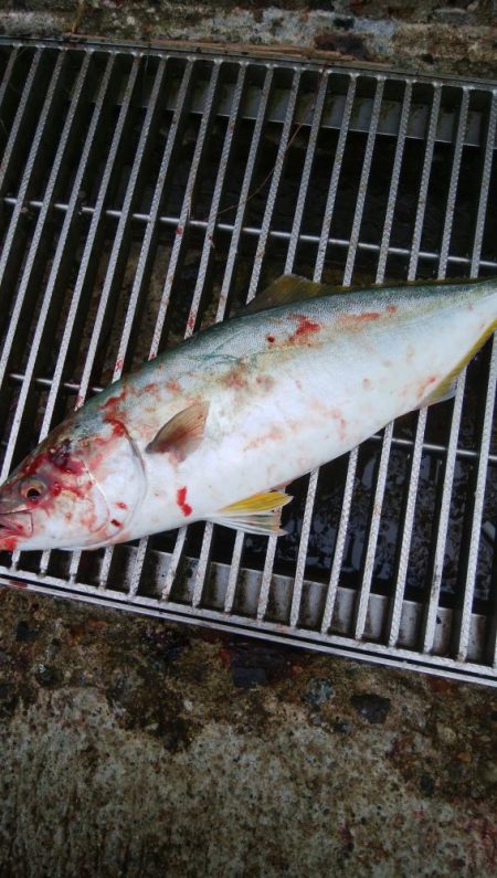 アオリイカ1杯　フクラギ1匹！　クマ1！