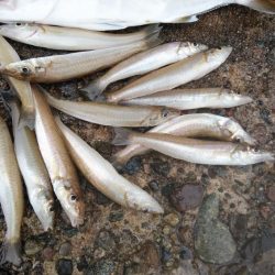 日ムラが激しい播磨新島のキス