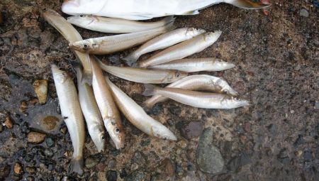 日ムラが激しい播磨新島のキス