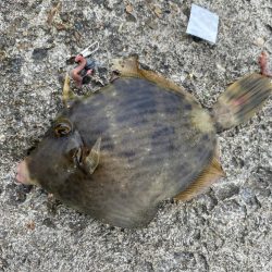 カワハギ釣りシーズンイン！