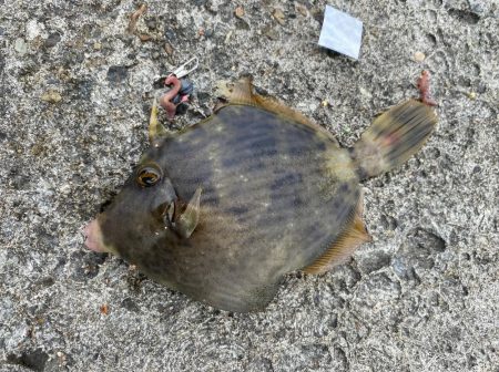 カワハギ釣りシーズンイン！