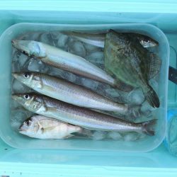 暑さの中最後に良型キス