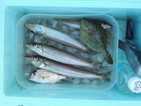 暑さの中最後に良型キス