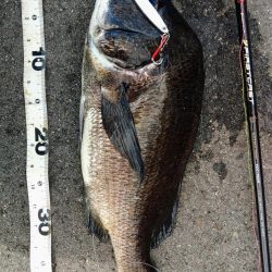 ぶら岸ジギ！！