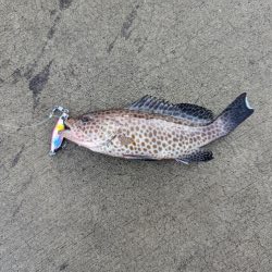 本命ゲットしましたが