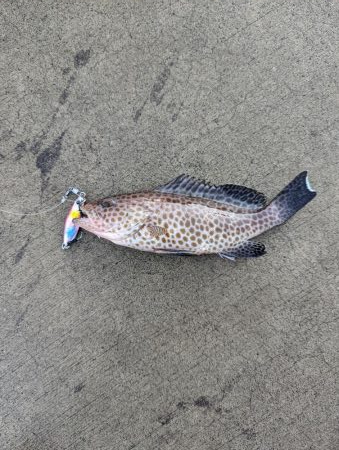 本命ゲットしましたが