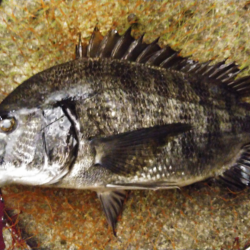 秋の小チヌのなか45㎝ゲット