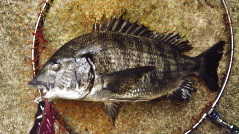 秋の小チヌのなか45㎝ゲット