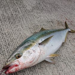 シオ狙いで大物ゲット!?