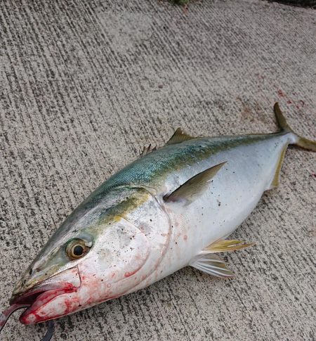 シオ狙いで大物ゲット!?