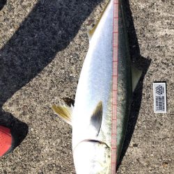 飲ませで、ブリ