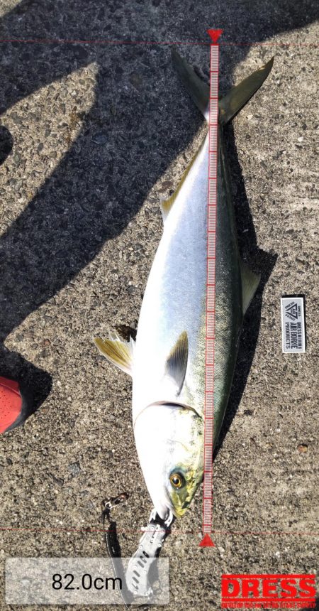 飲ませで、ブリ