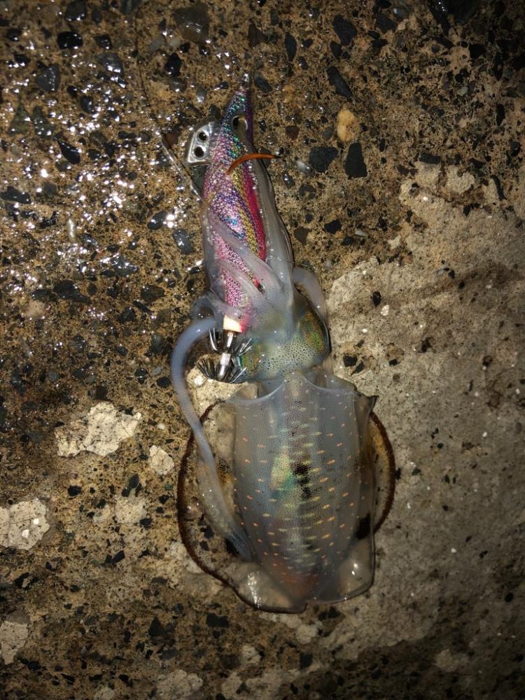 今期初エギング