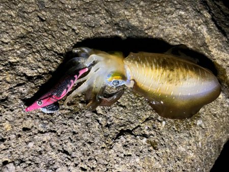 秋イカシーズン到来♪