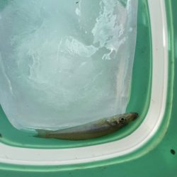 引き釣りハマりそう〜。