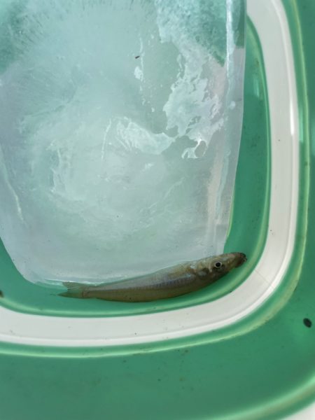 引き釣りハマりそう〜。