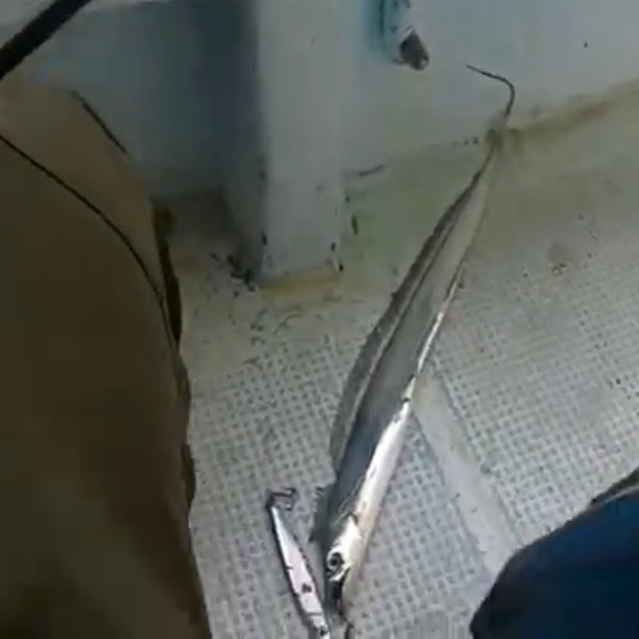 激シブタチウオ