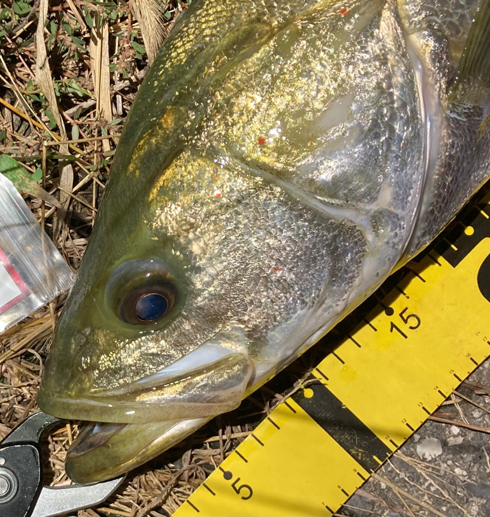 秋のシーバスシーズン開幕か、