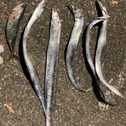 青物不発からのタチウオ