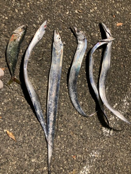 青物不発からのタチウオ