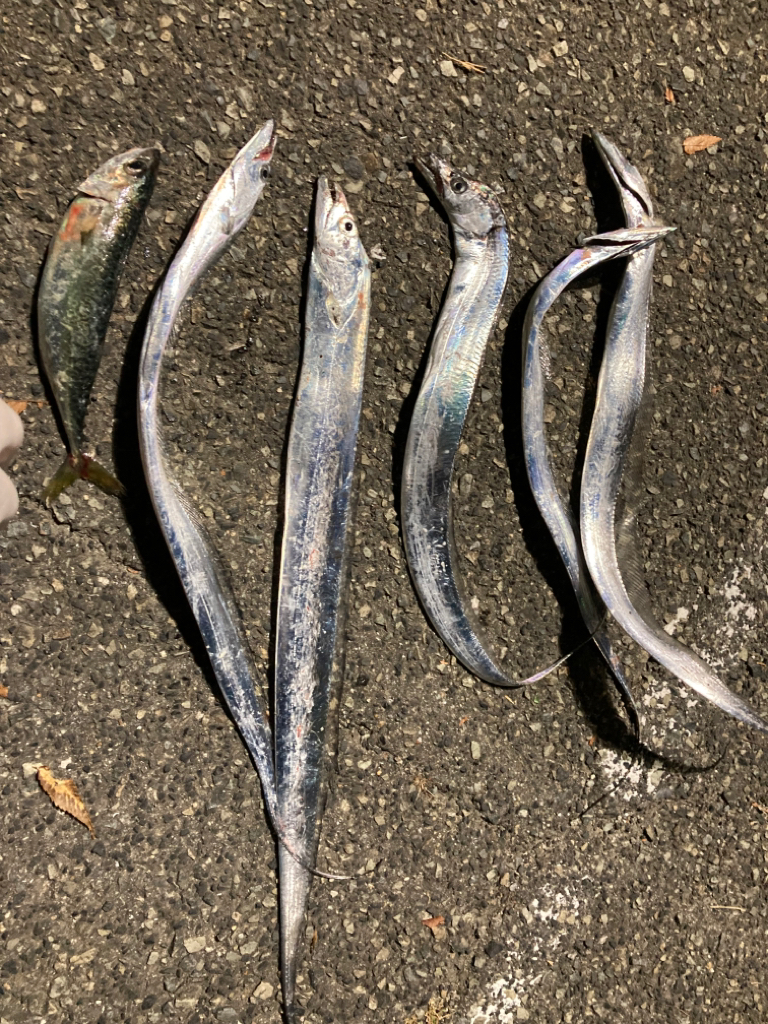 青物不発からのタチウオ