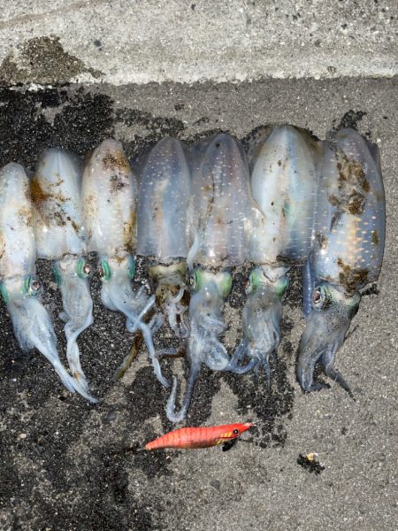 仕事終わりにエギング！