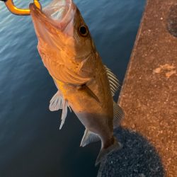 リベンジ小シーバス