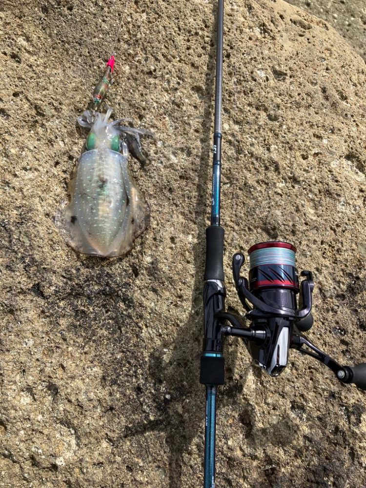 台風後エギング調査