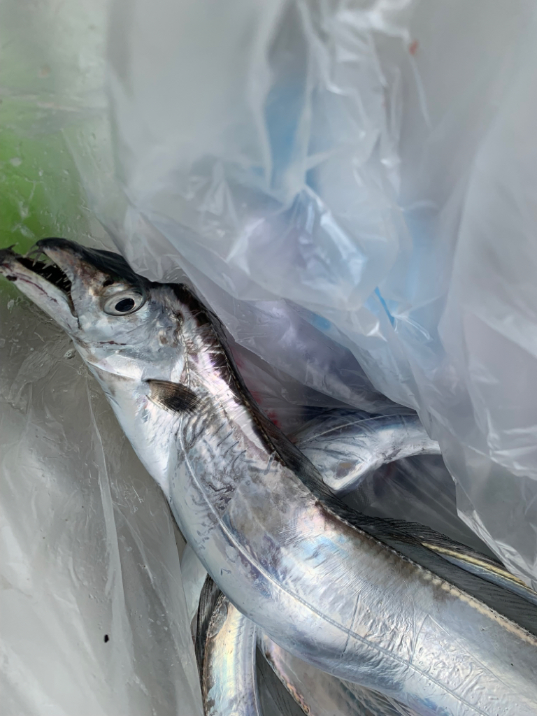 台風一過の状況…