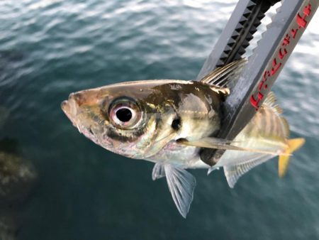 アジが帰ってきた？