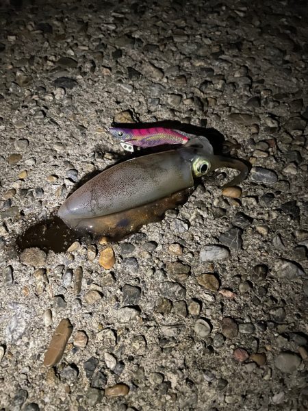 アオリイカ、シオ