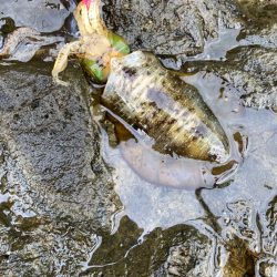 朝マズメエギング