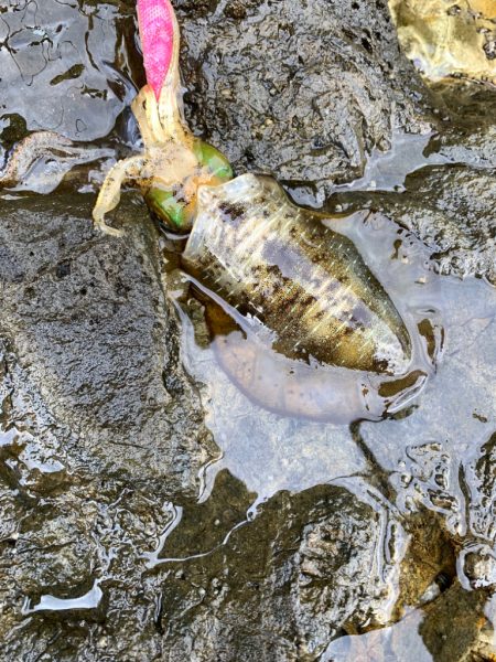 朝マズメエギング