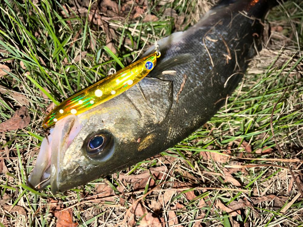 ラザミン90ででた