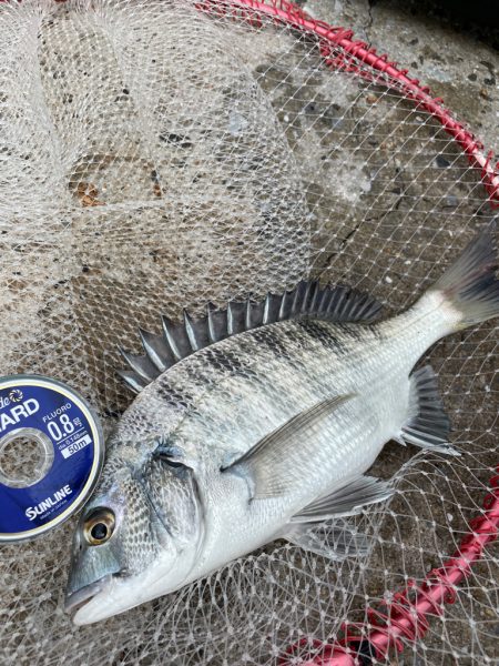 のんびりチヌ釣り❗þ…