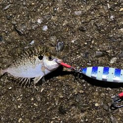 どうしてアイゴが...