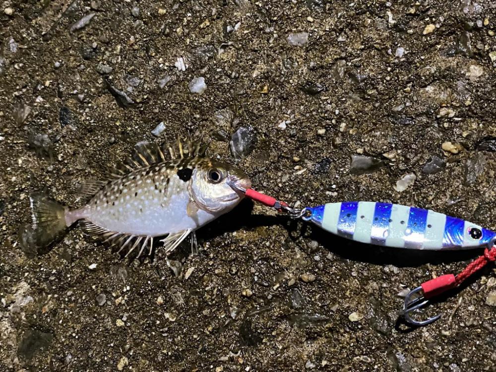 どうしてアイゴが…