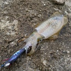 離島地磯エギング