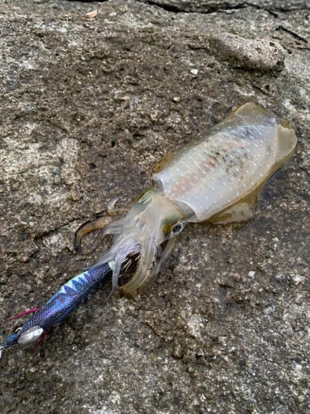 離島地磯エギング