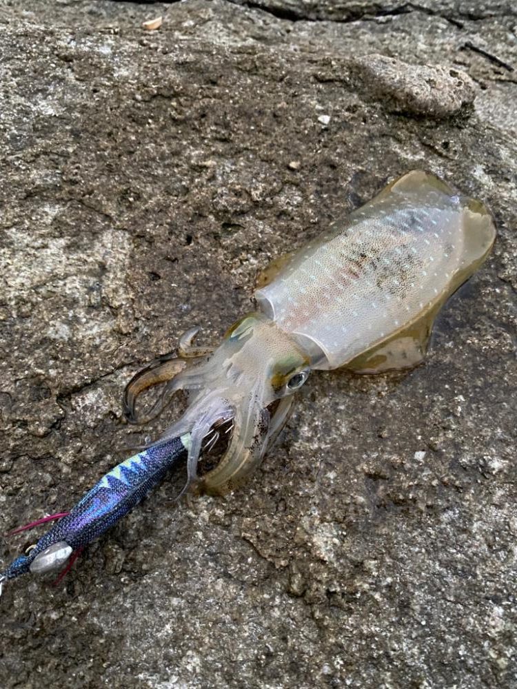 離島地磯エギング