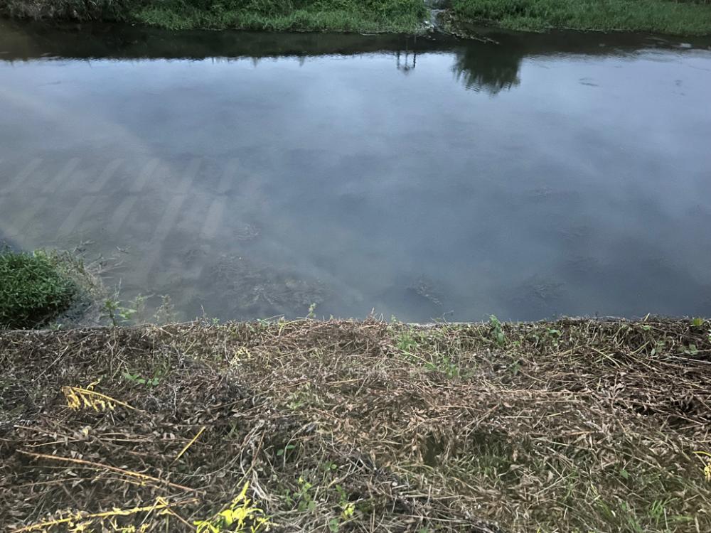 またまたナマズ！！