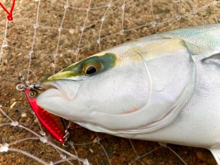 ジャックアイエースとグロッキーで岸和田一文…